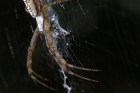 L'Argiope frelon ou Argiope fascie. Une femelle immature (Araneae - Araneidae - Argiope bruennichi)